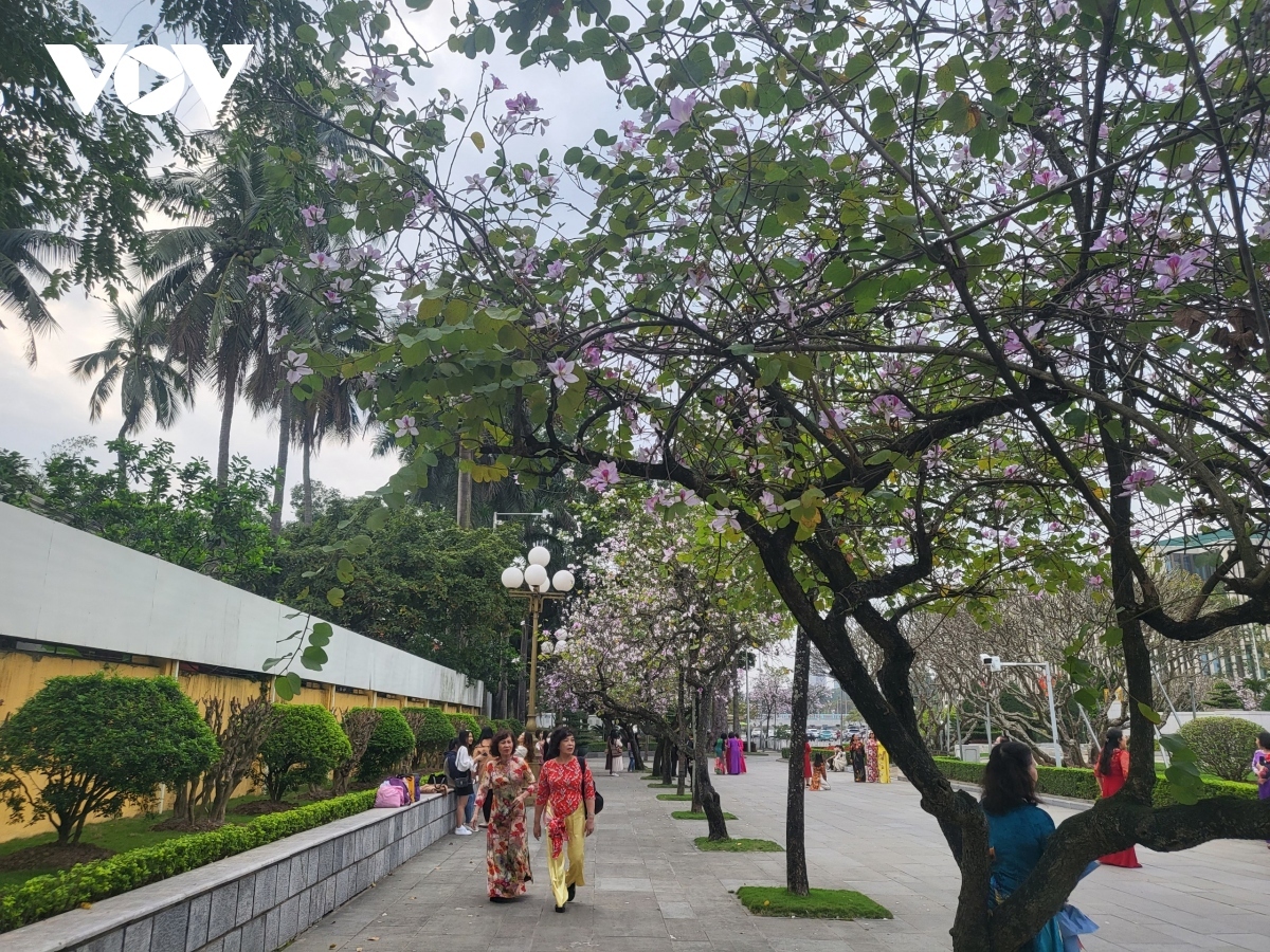 colourful flowers adorn streets of hanoi during spring picture 1