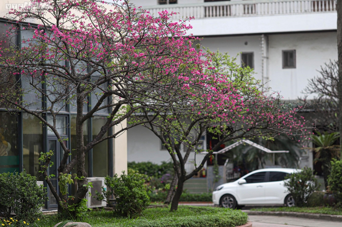 japanese cherry blossoms bloom in hanoi picture 2