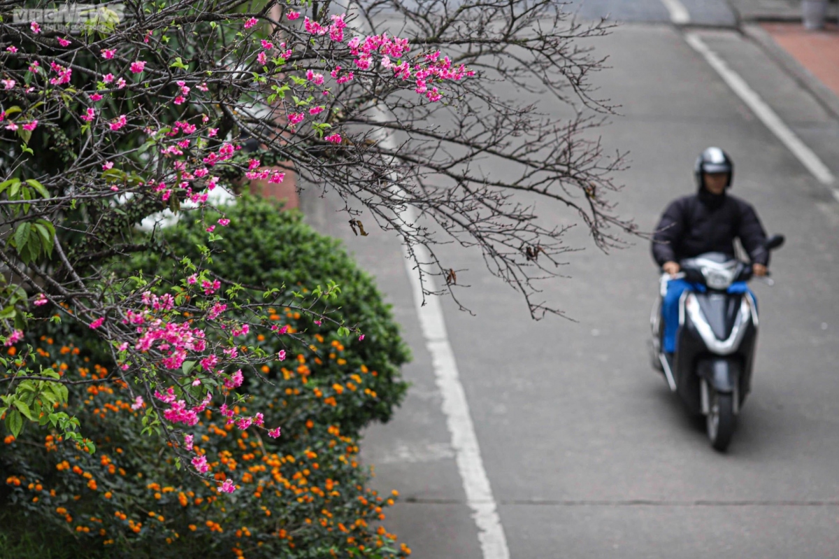 japanese cherry blossoms bloom in hanoi picture 3