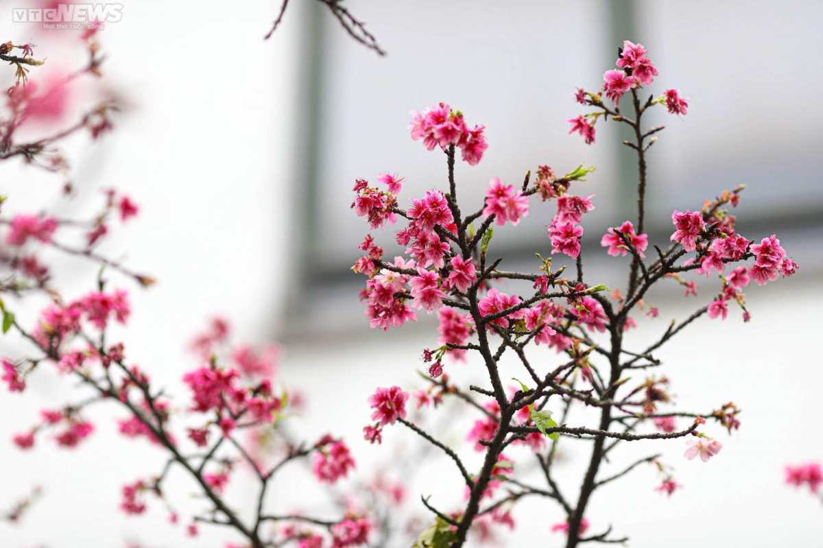 japanese cherry blossoms bloom in hanoi picture 4