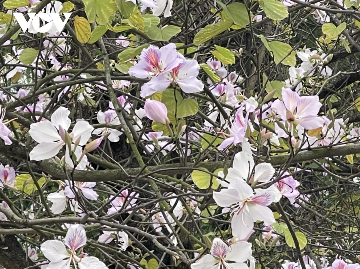 colourful flowers adorn streets of hanoi during spring picture 4