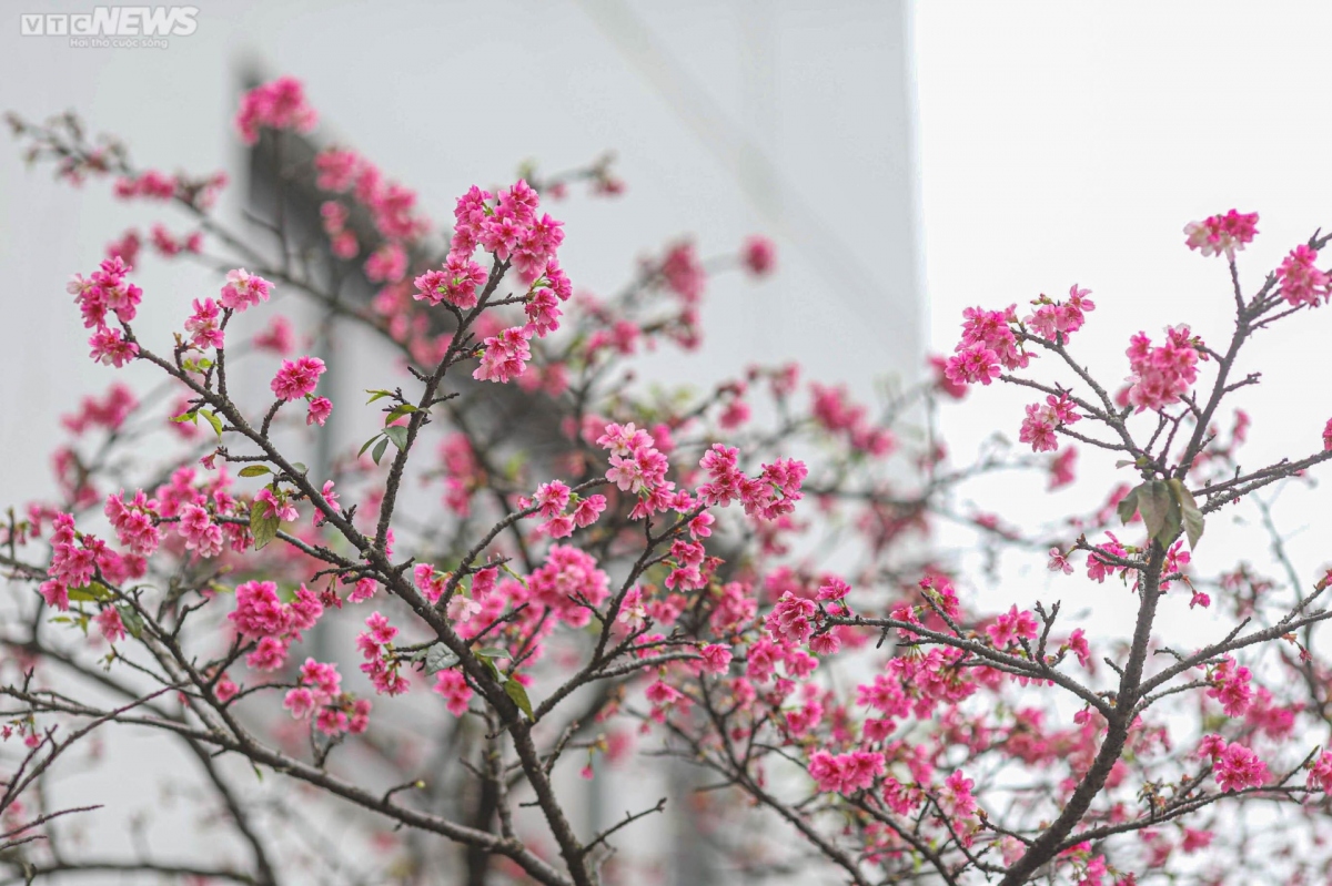 japanese cherry blossoms bloom in hanoi picture 5