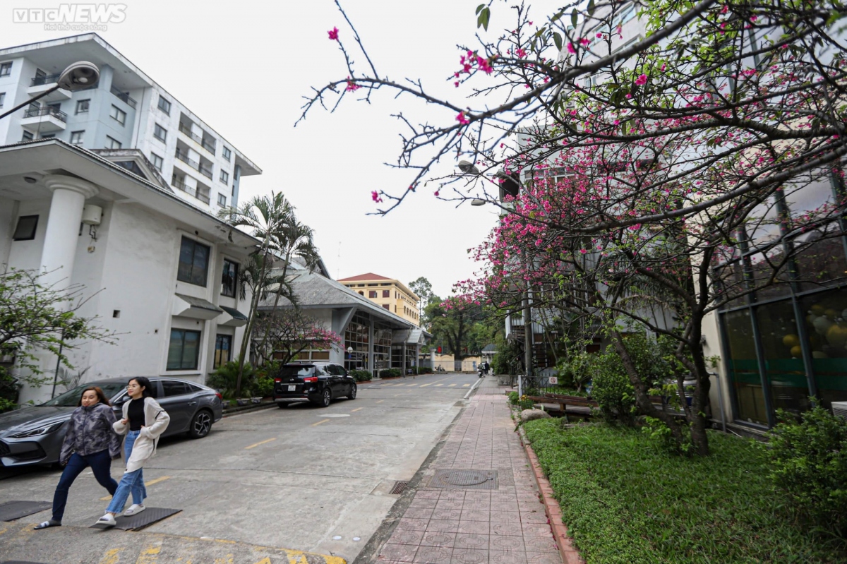 japanese cherry blossoms bloom in hanoi picture 7