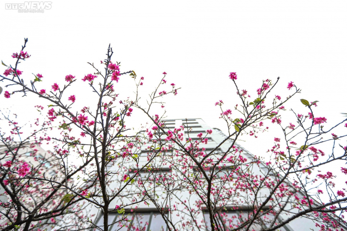 japanese cherry blossoms bloom in hanoi picture 9