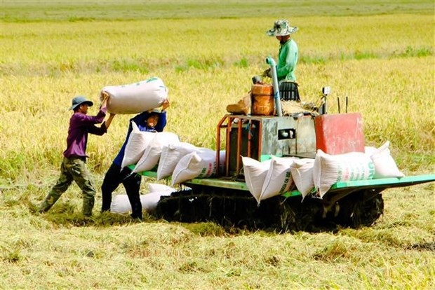 vietnam s rice export forecast to enjoy another successful year picture 1