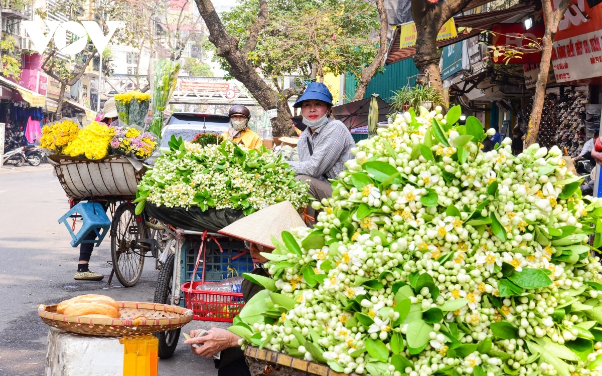 scent of pomelo flowers fills streets of hanoi picture 1
