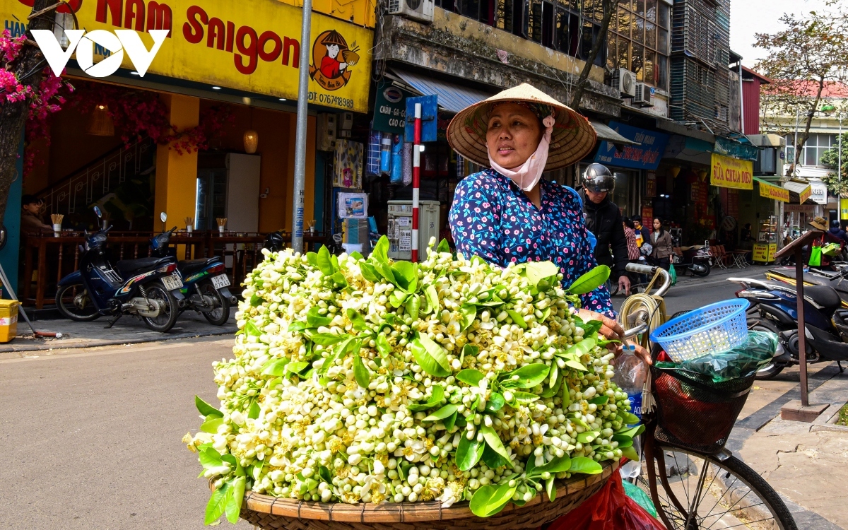 scent of pomelo flowers fills streets of hanoi picture 2