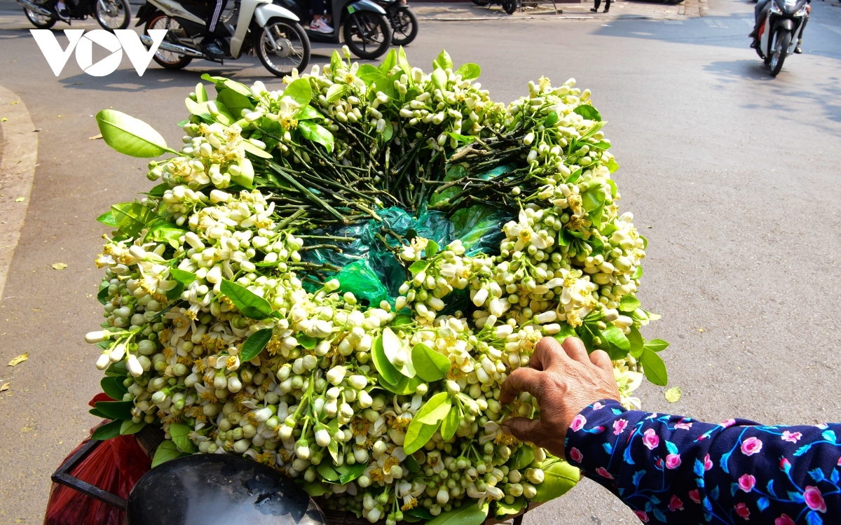 scent of pomelo flowers fills streets of hanoi picture 3