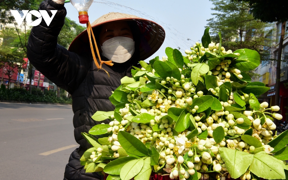 scent of pomelo flowers fills streets of hanoi picture 4