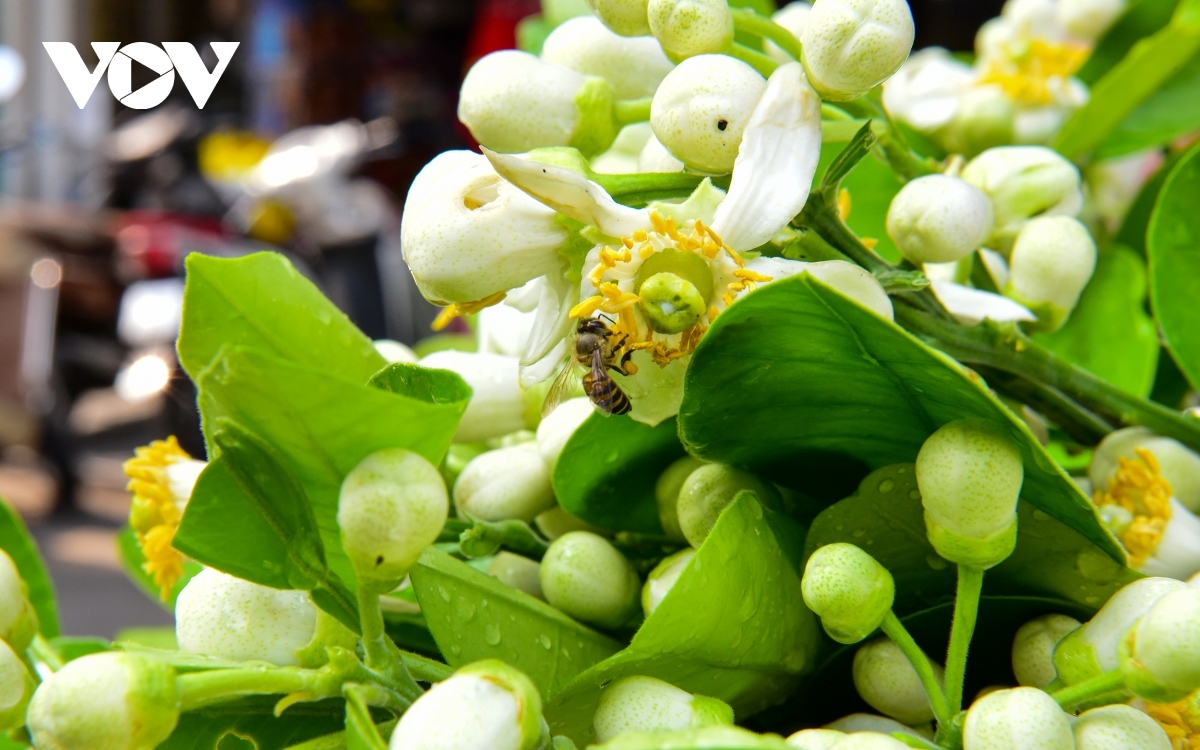 scent of pomelo flowers fills streets of hanoi picture 7