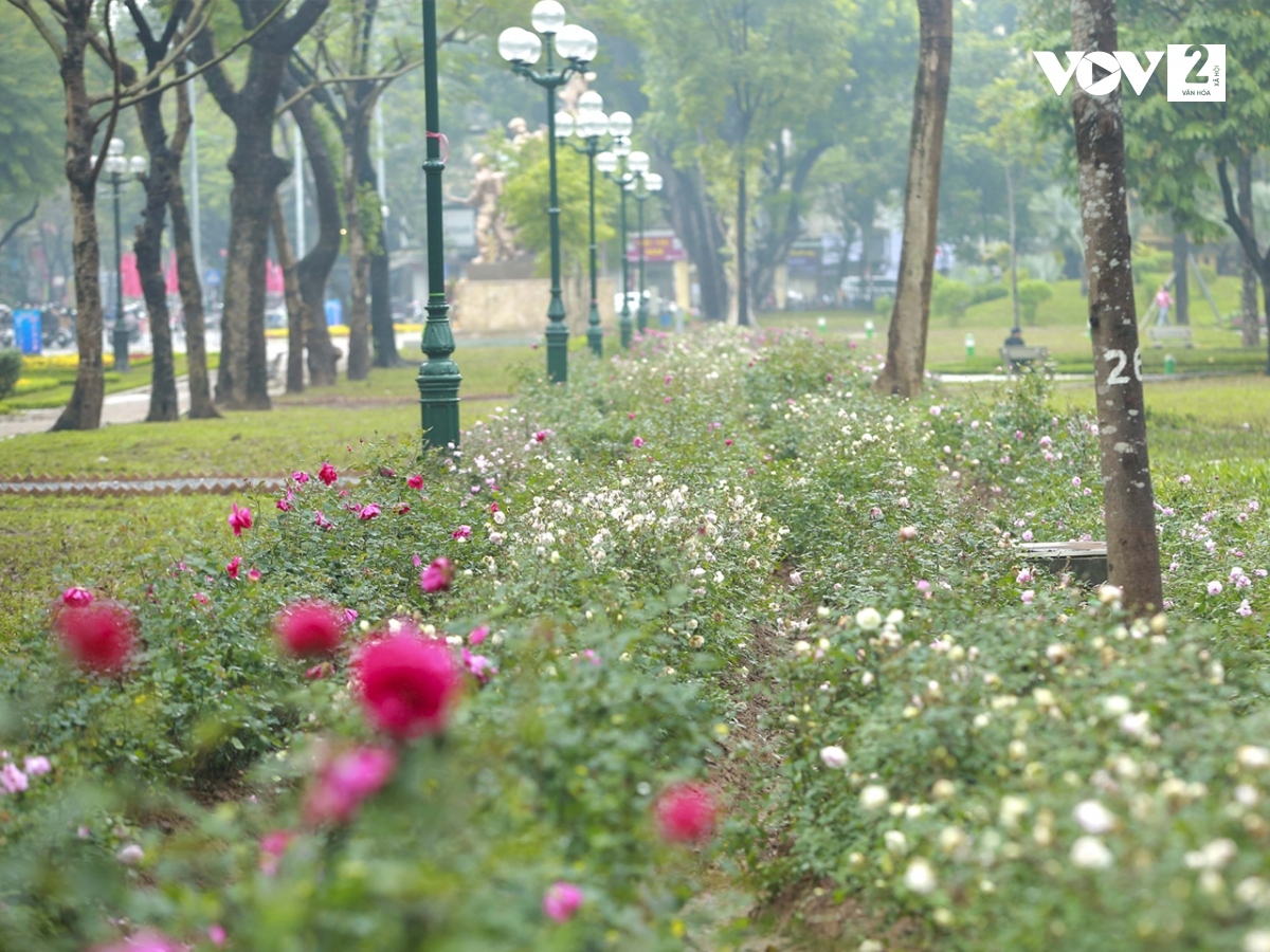 khong gian xanh moi o cong vien thong nhat ha noi thu hut nguoi dan hinh anh 4