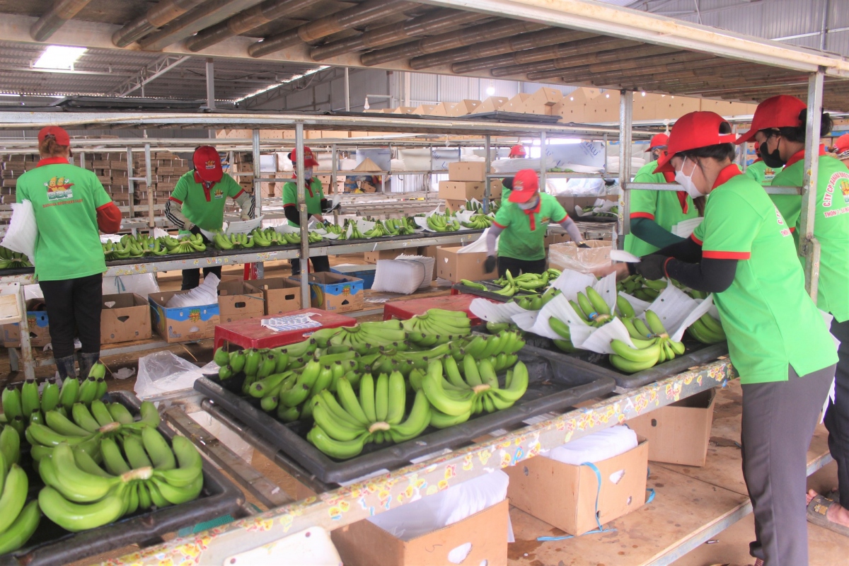 dak lak exports 10 containers of bananas to china picture 1