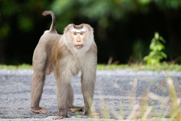 three monkeys released to nature in quang ngai province picture 1