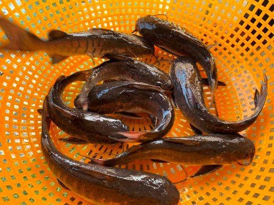 Cá vồ chó xưa là món ăn của nhà nghèo nay thành đặc sản