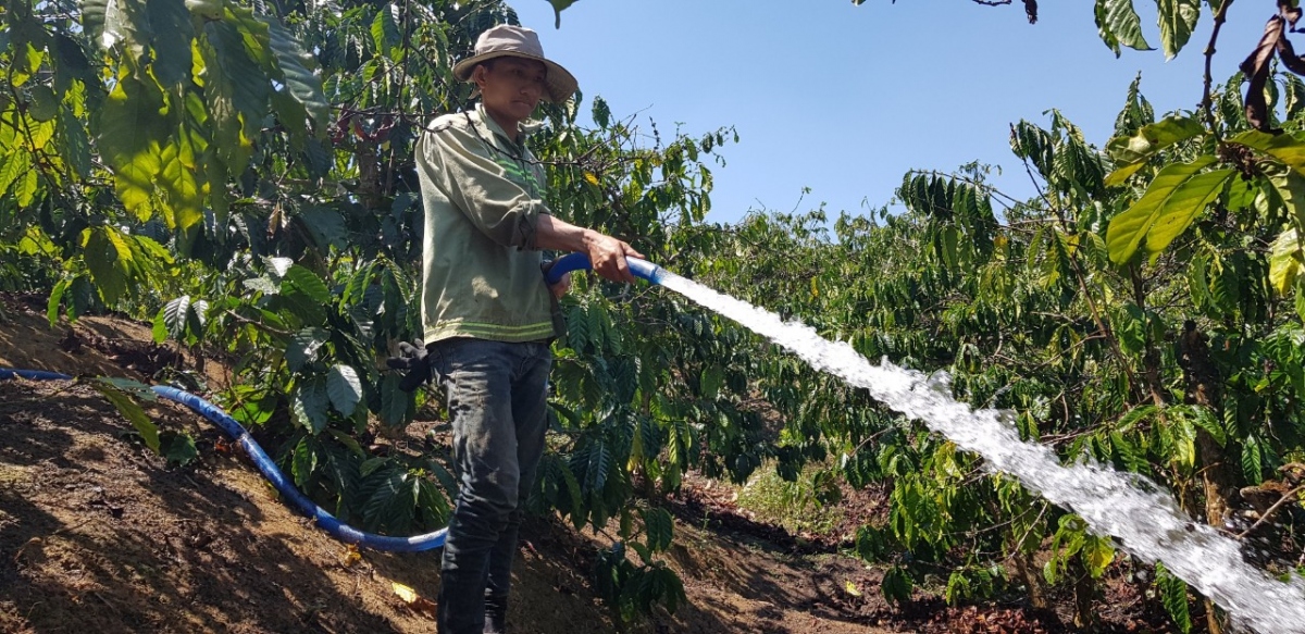 Người trồng cà phê Lâm Đồng chủ động phòng chống hạn    