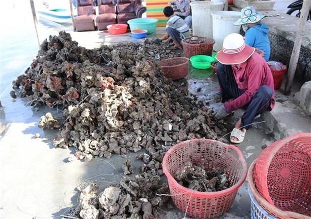 vietnam, japan boost cooperation in oyster production chains picture 1