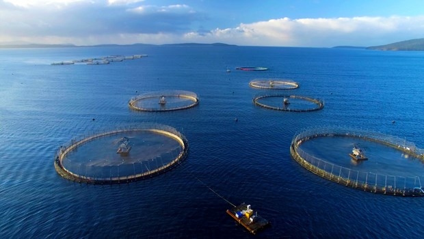 vietnam eyes us 1 billion from seaculture product exports by 2025 picture 1