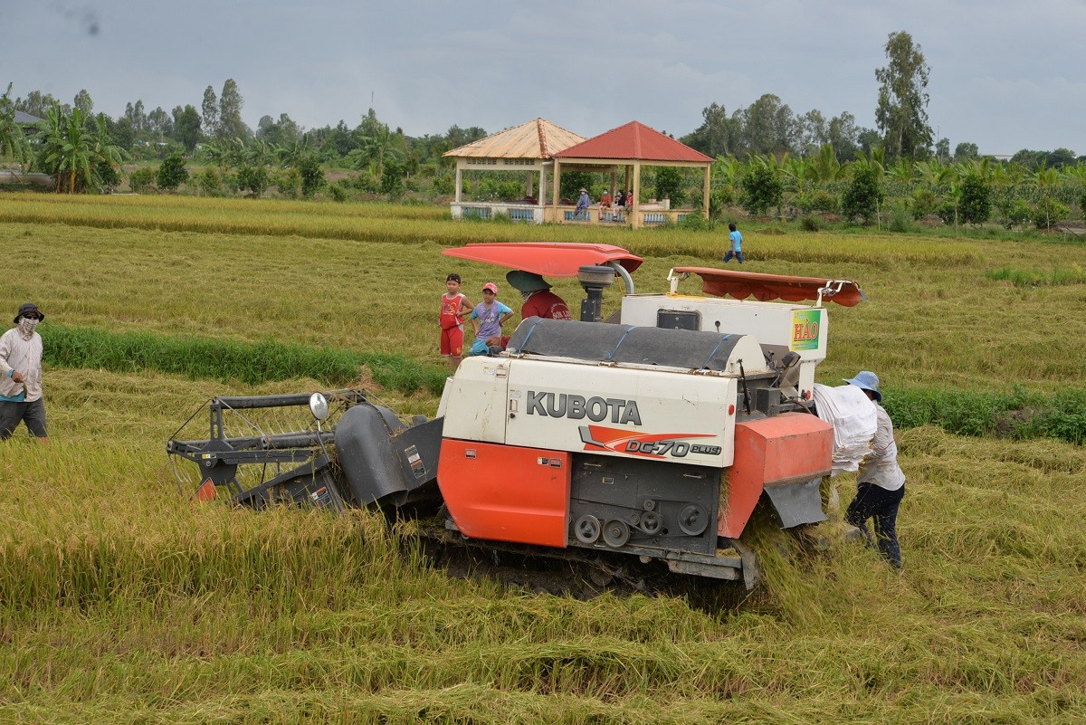 Xuất khẩu gạo ổn định, lúa Đông Xuân ở ĐBSCL trúng mùa được giá
