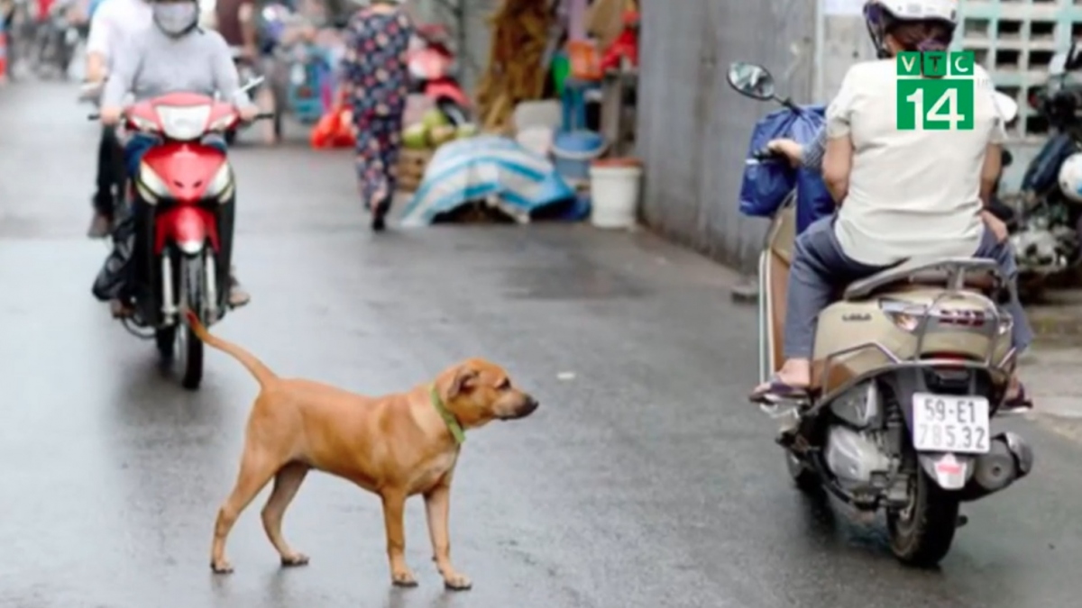 Nguy kịch sau khi va vào chó thả rông