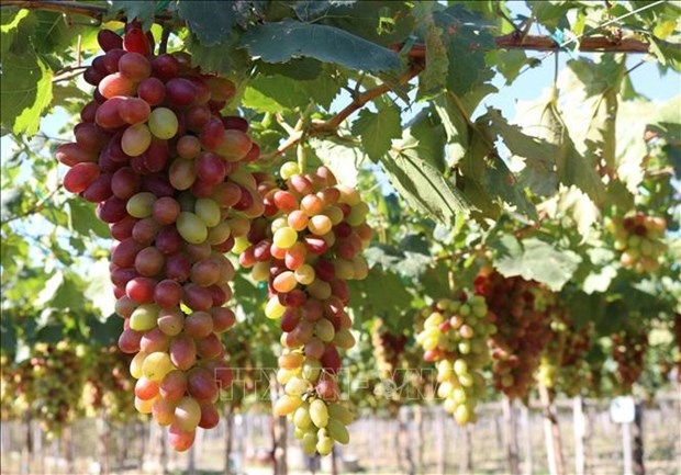 ninh thuan grape and wine festival 2023 to be held in june picture 1
