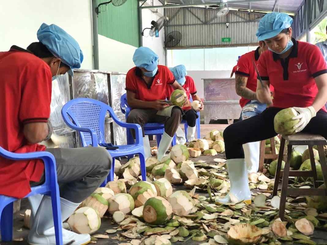 us weighs restarting coconut imports from vietnam picture 1