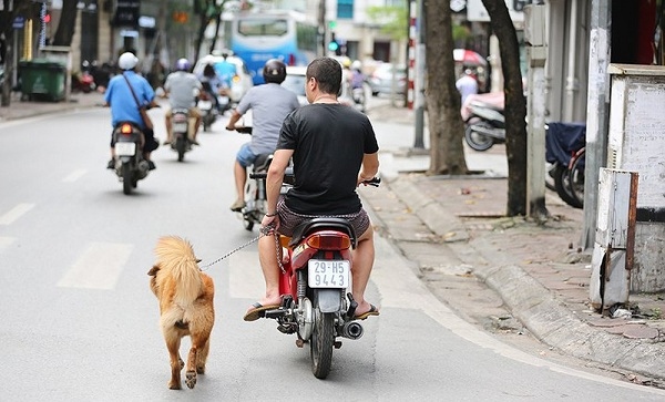 Chủ nuôi vô tư dắt, chở thú cưng đi dạo bằng xe máy trên phố