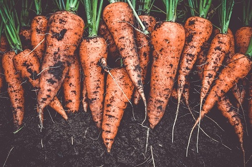 Những thực phẩm không nên ăn kèm với cà rốt