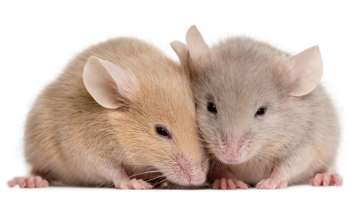 Các nhà khoa học lần đầu tiên tạo ra chuột con từ tế bào của 2 con ...