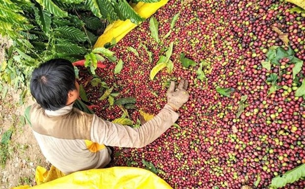workshop seeks ways to raise vietnamese coffee s value picture 1