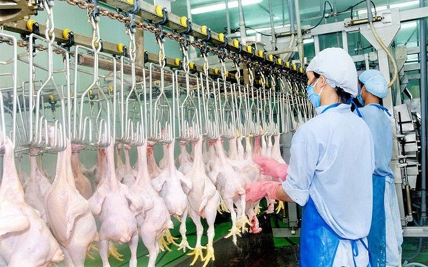 domestic poultry sellers face tough competition from imported chicken picture 1