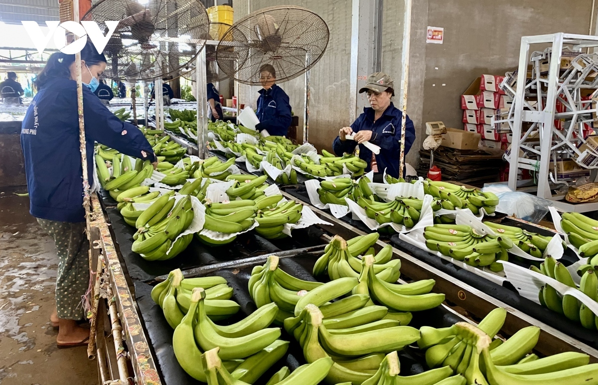 positive outlook for fresh banana exports to japan picture 1