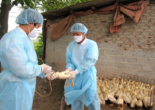 ministry of health warns of risk of h5n1 avian influenza entering vietnam picture 1