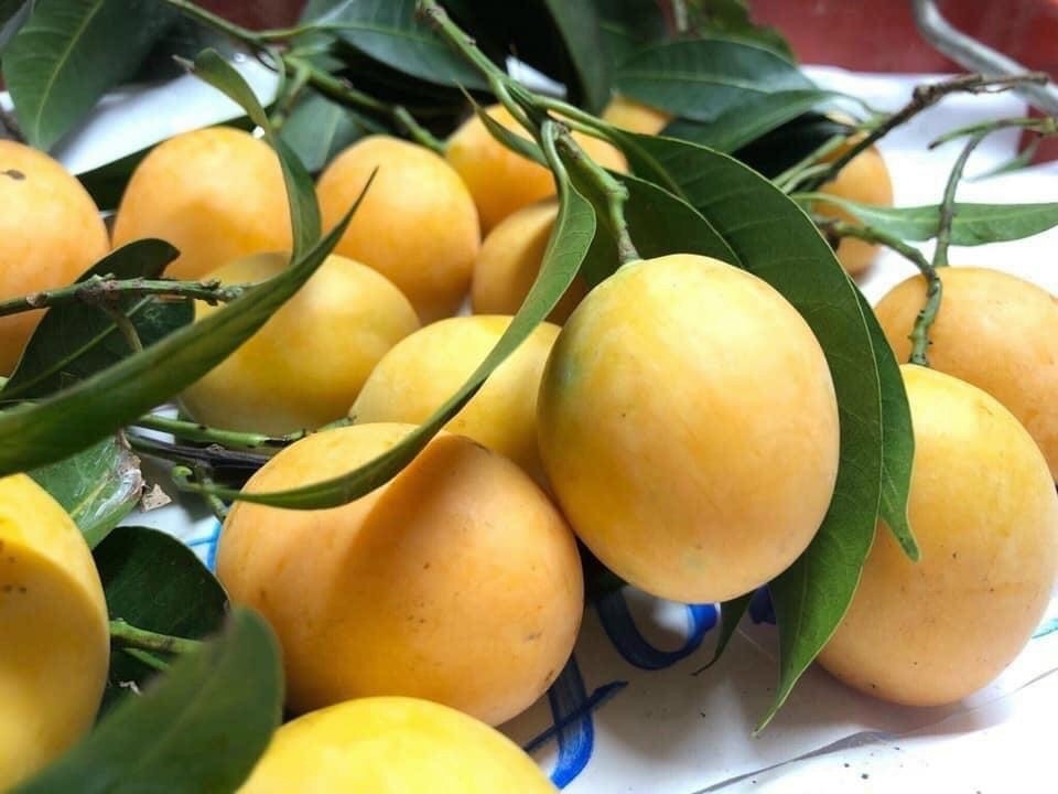 Thanh trà Thái giá cao chót vót vẫn đắt hàng