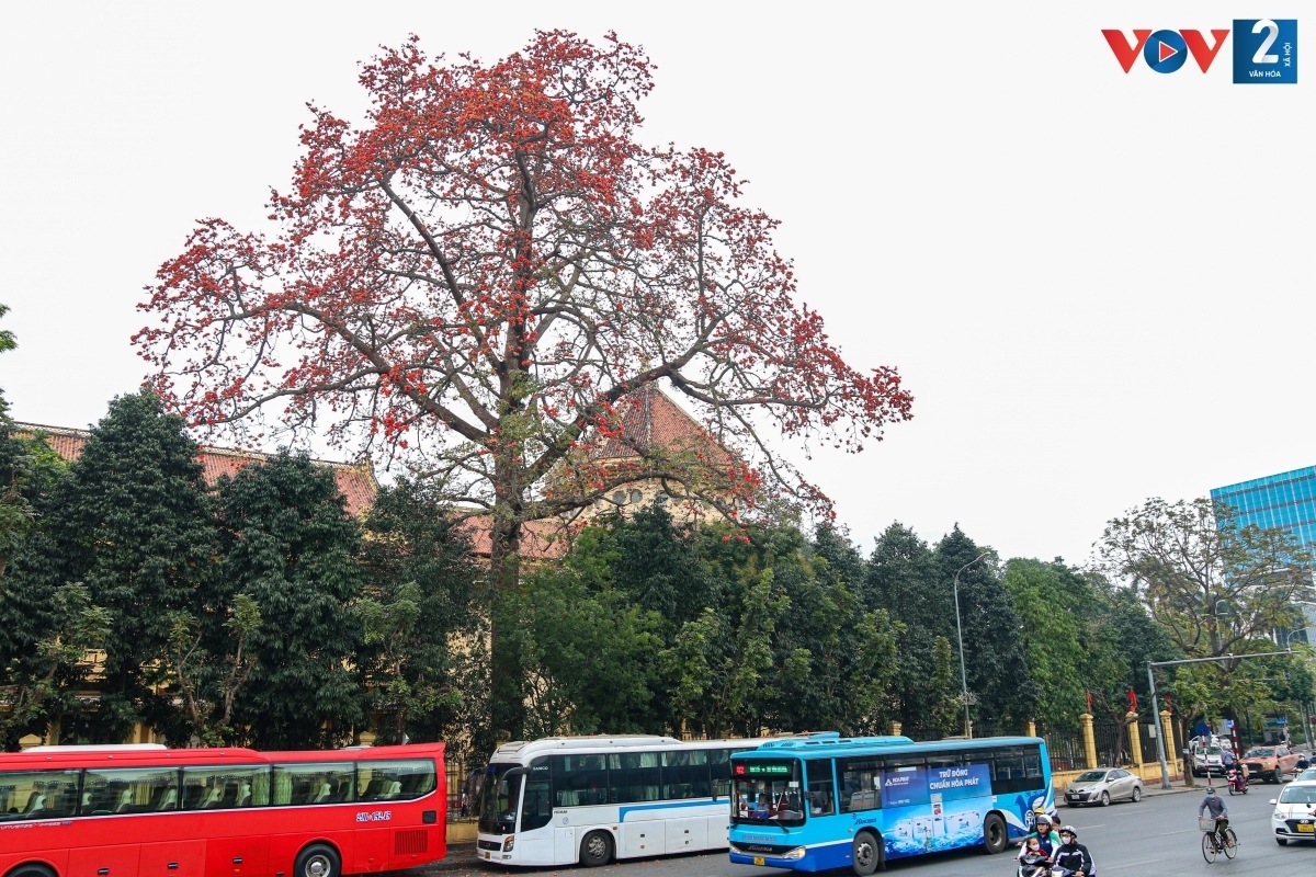 bombax ceiba in full bloom across hanoi picture 10