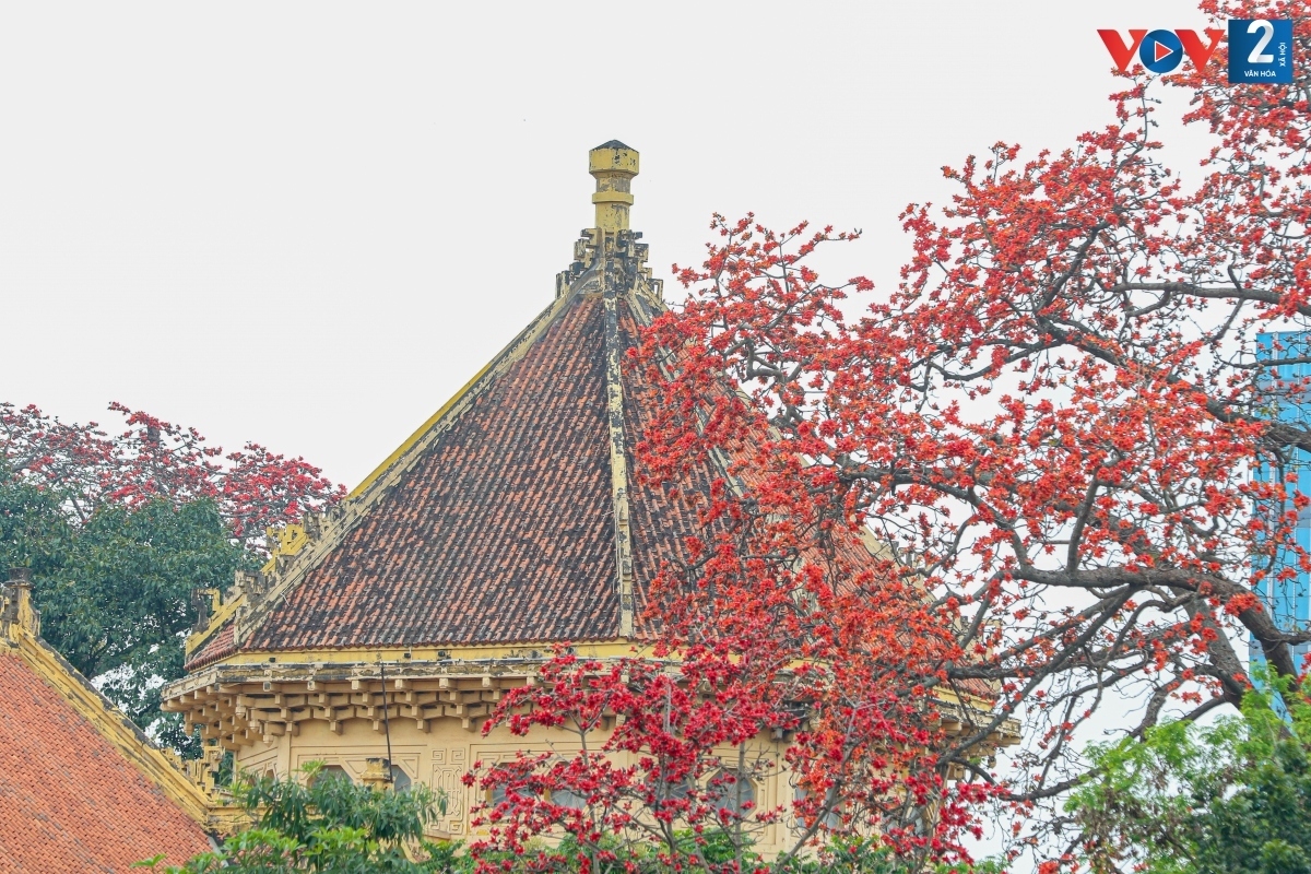 bombax ceiba in full bloom across hanoi picture 11