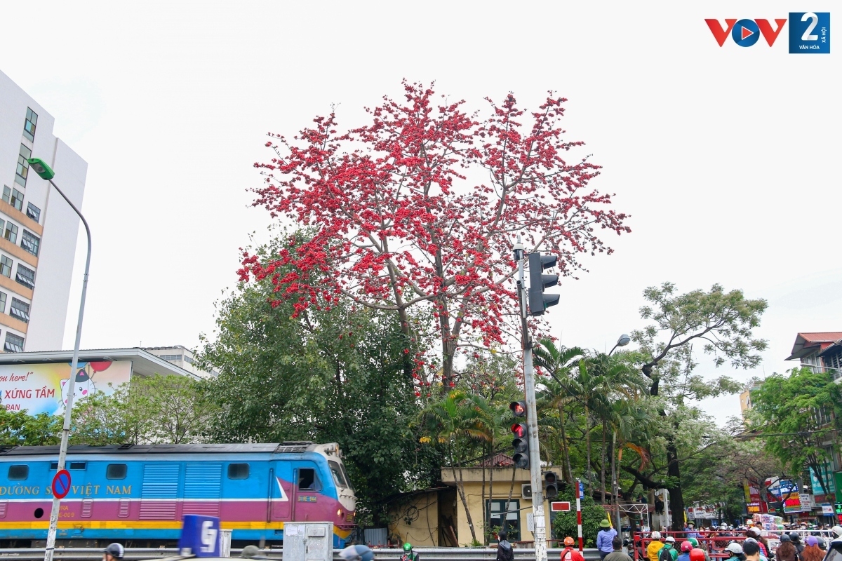 bombax ceiba in full bloom across hanoi picture 12