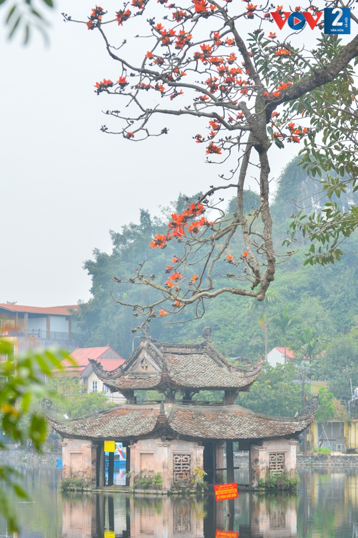 bombax ceiba in full bloom across hanoi picture 13