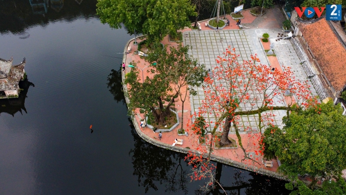 bombax ceiba in full bloom across hanoi picture 14