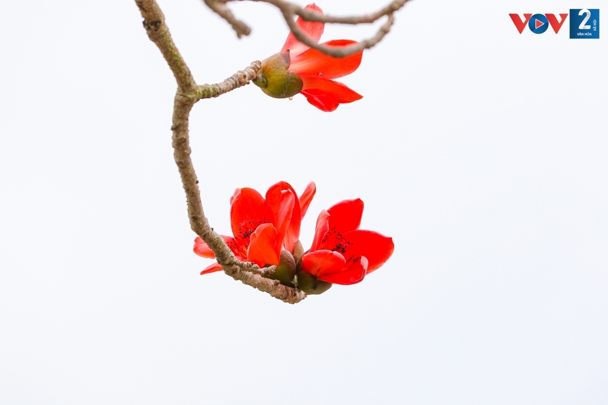 bombax ceiba in full bloom across hanoi picture 15