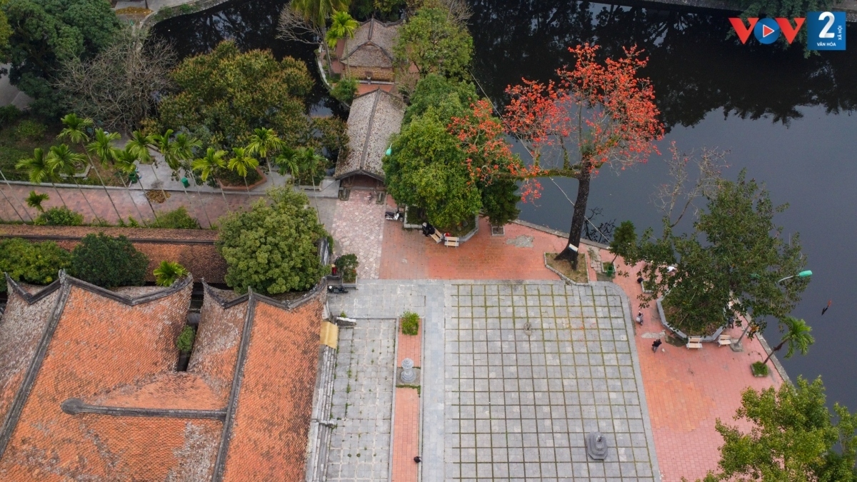 bombax ceiba in full bloom across hanoi picture 1