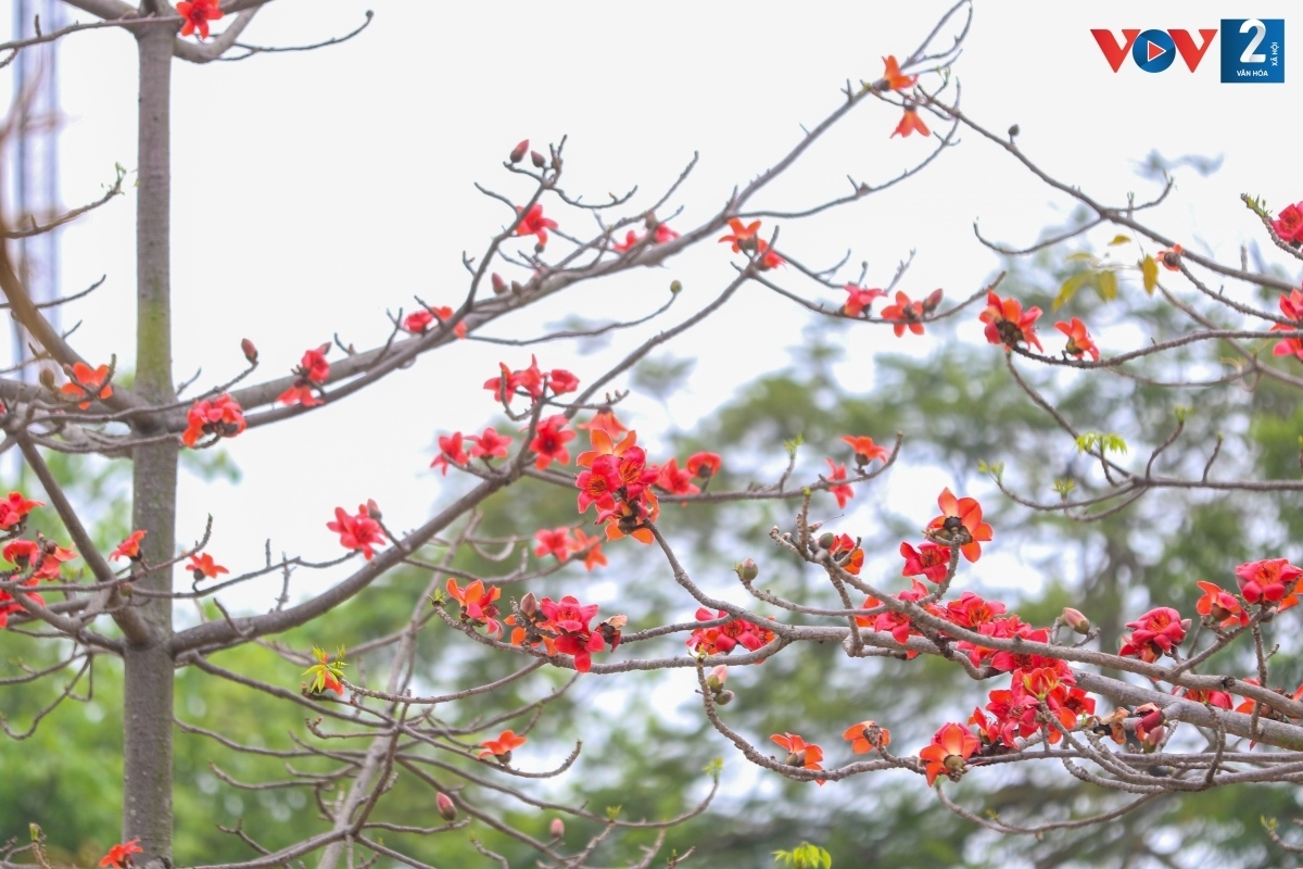 bombax ceiba in full bloom across hanoi picture 2