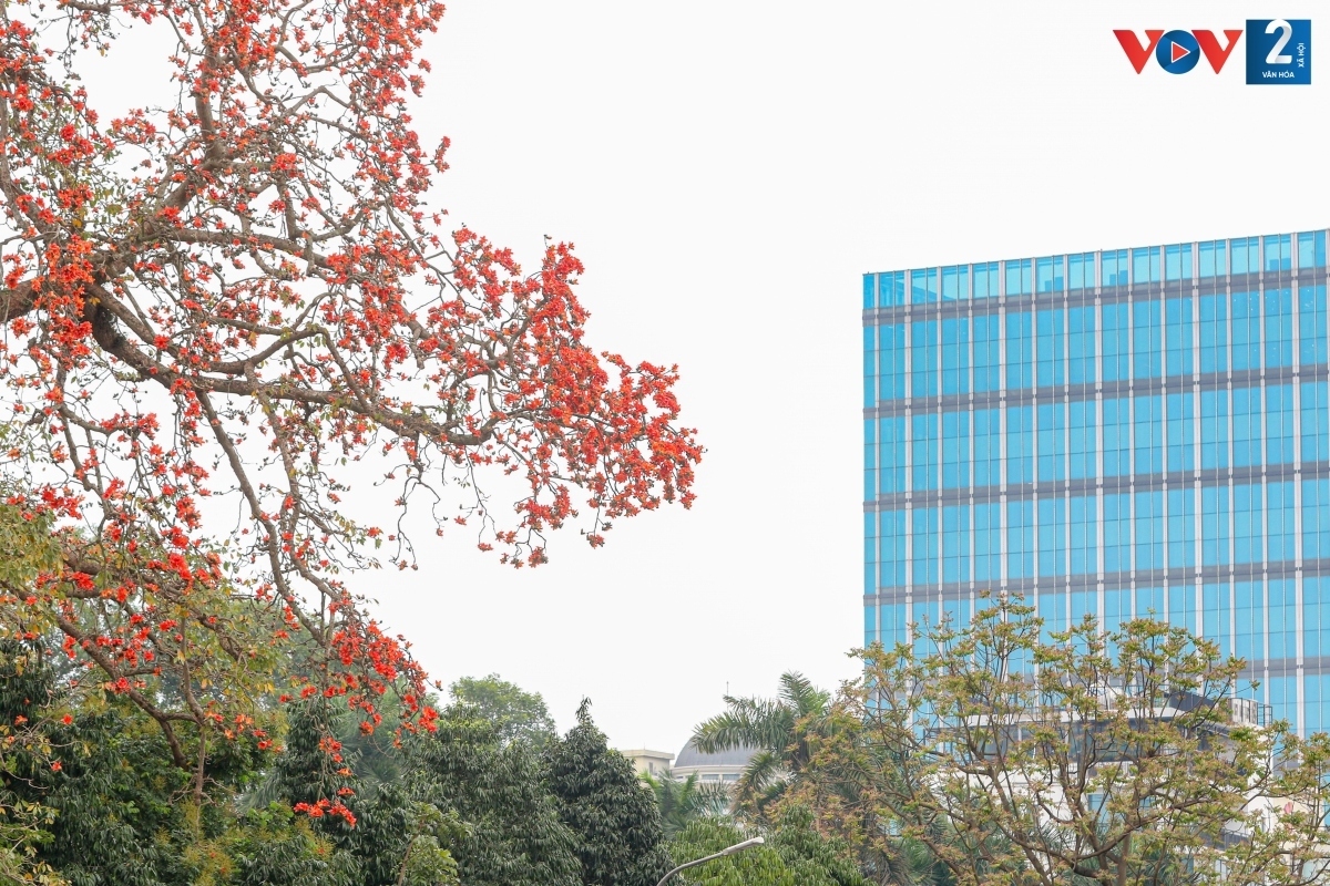 bombax ceiba in full bloom across hanoi picture 4