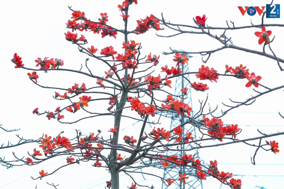 bombax ceiba in full bloom across hanoi picture 6