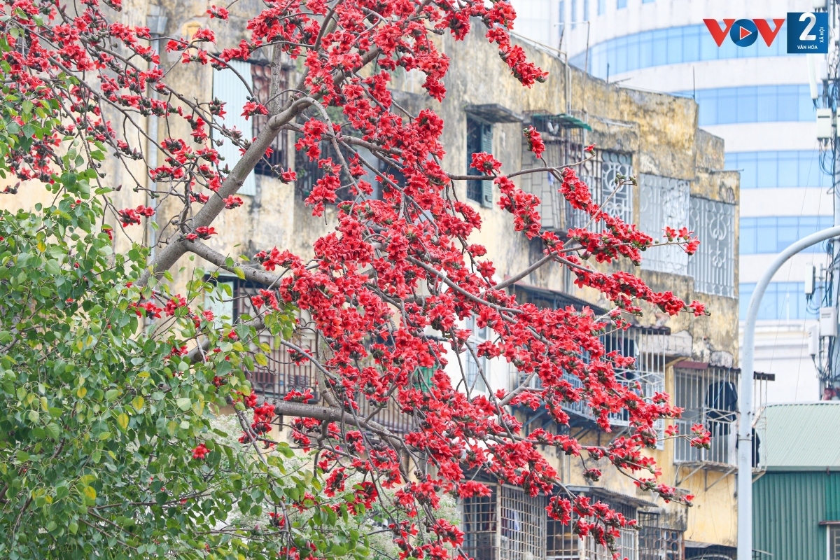 bombax ceiba in full bloom across hanoi picture 8