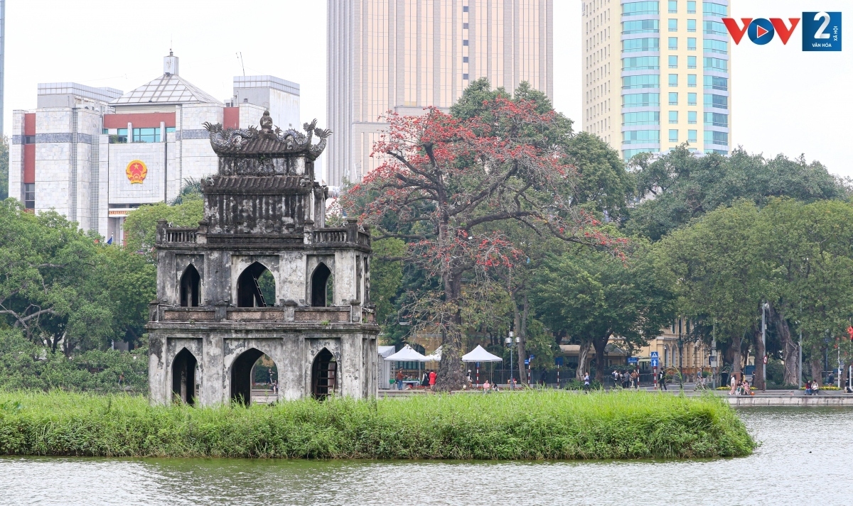 bombax ceiba in full bloom across hanoi picture 9