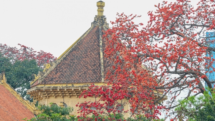 Bombax ceiba in full bloom across Hanoi