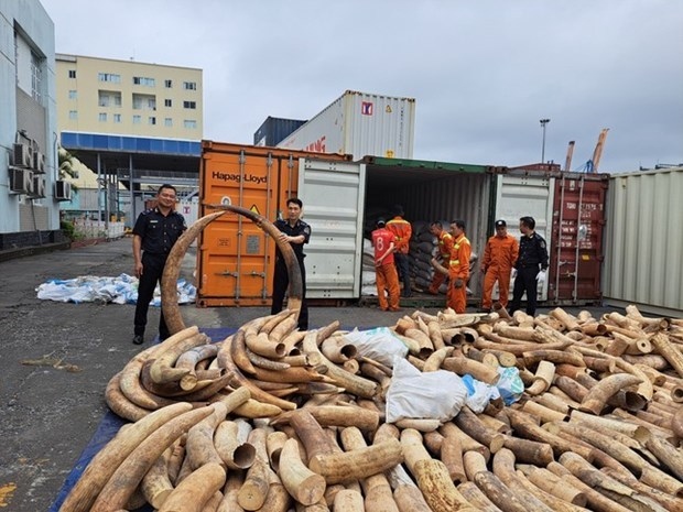 record haul of smuggled ivory seized in northern port city picture 1