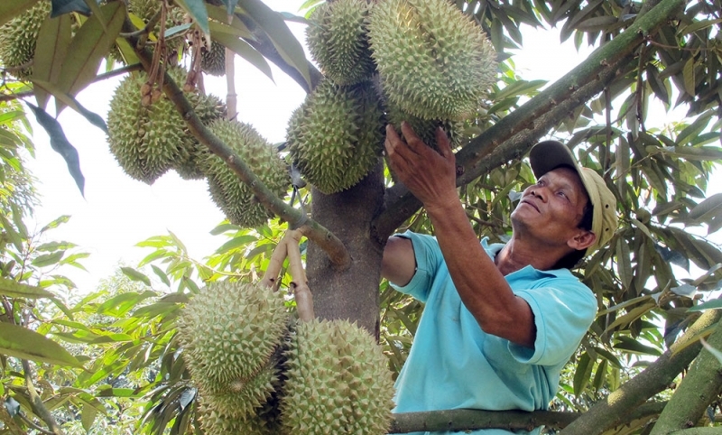 Lâm Đồng khuyến cao nông dân không tự phát mở rộng diện tích sầu riêng