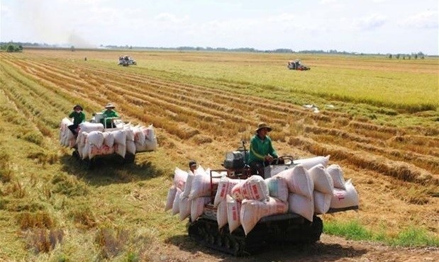 vietnam to develop 1 million ha of low-emission high-quality rice by 2030 picture 1