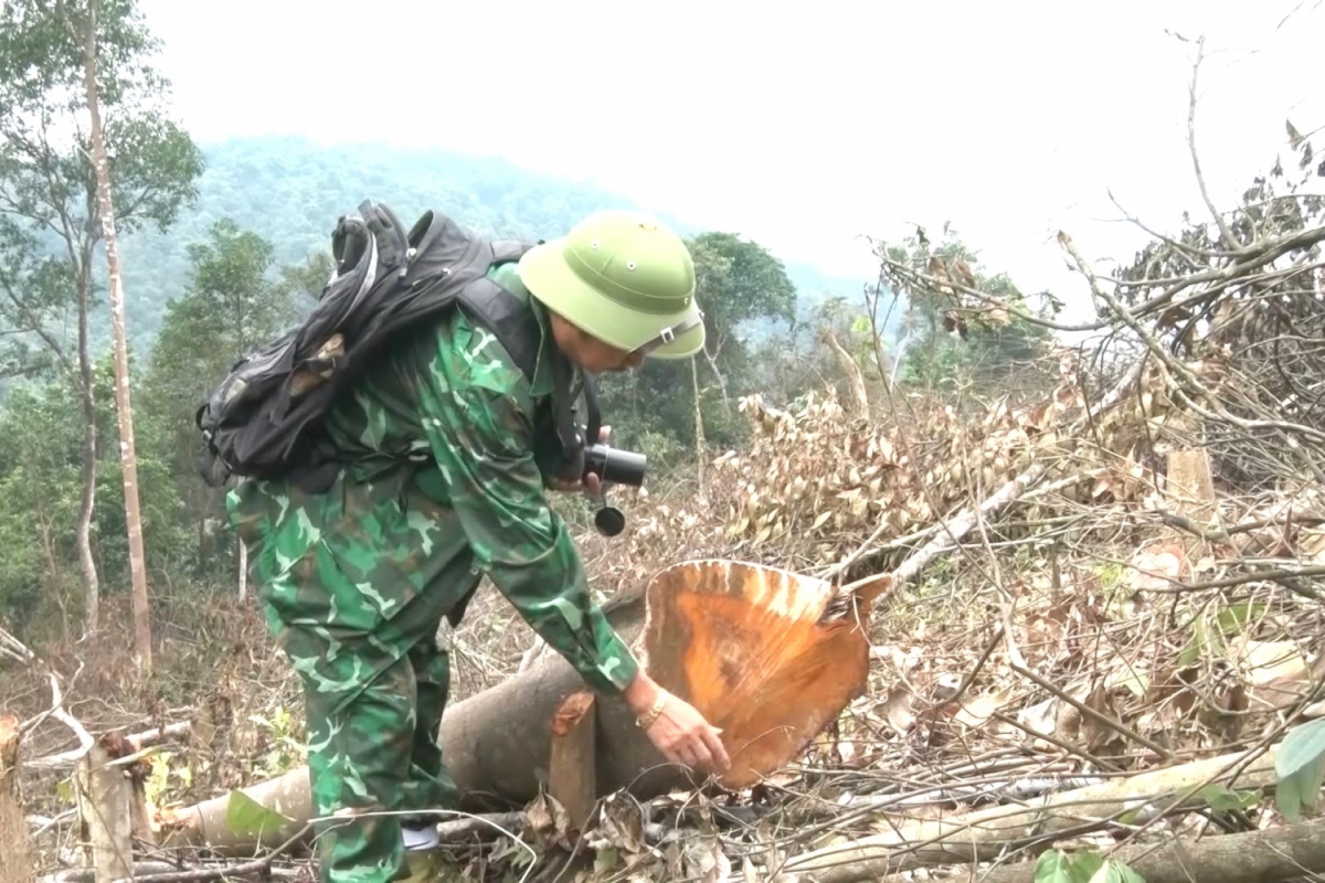 De nghi khoi to vu pha gan 6 hec ta rung tu nhien tai tinh quang binh hinh anh 3